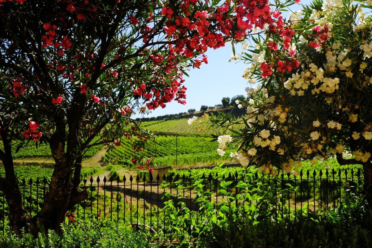Quinta Do Monte Travesso - Country Houses & Winery Tabuaço Exteriér fotografie