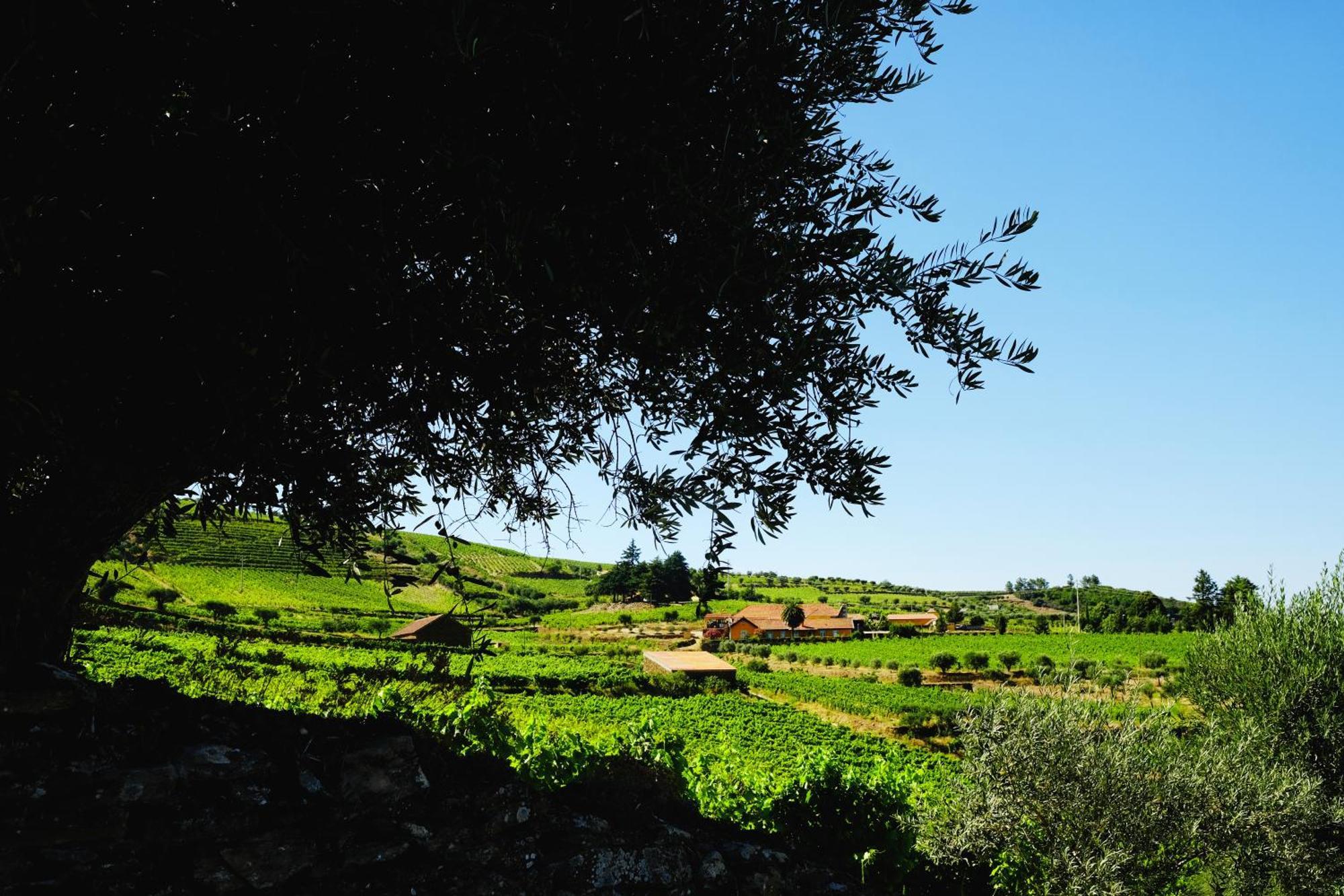 Quinta Do Monte Travesso - Country Houses & Winery Tabuaço Exteriér fotografie